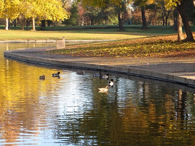 Mallard ducks on the water at a city park pond.
